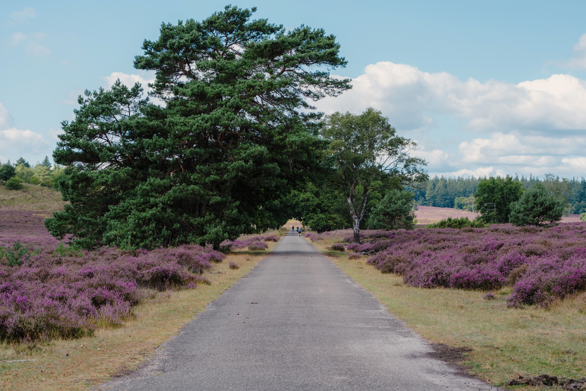 FUJIFILM X-T5, 39mm, 1/400s, f/4.0, ISO 125